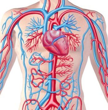 Diseases of the circulatory system 