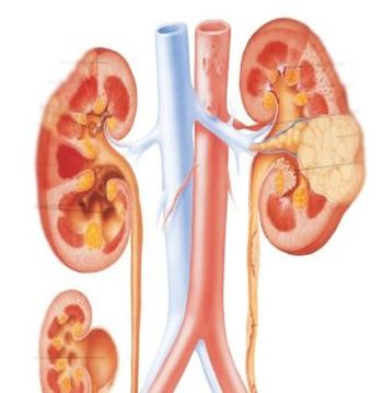 Diseases of the genitourinary system 