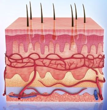 Diseases of the skin and subcutaneous tissue 