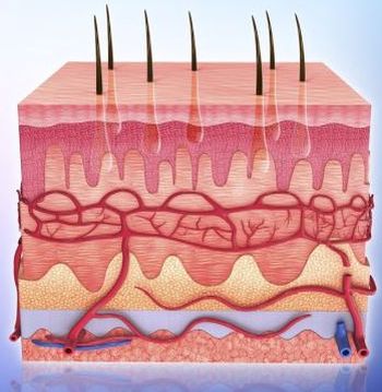 L00-L99 Diseases of the skin and subcutaneous tissue 